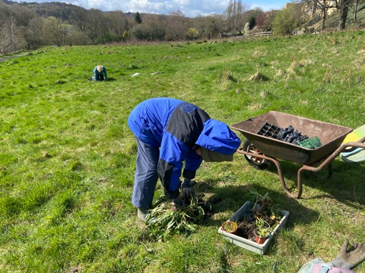 BEG-apr1 Member of our Bio Diversity sub group planting wildflowers we have raised from seed into the Community Field