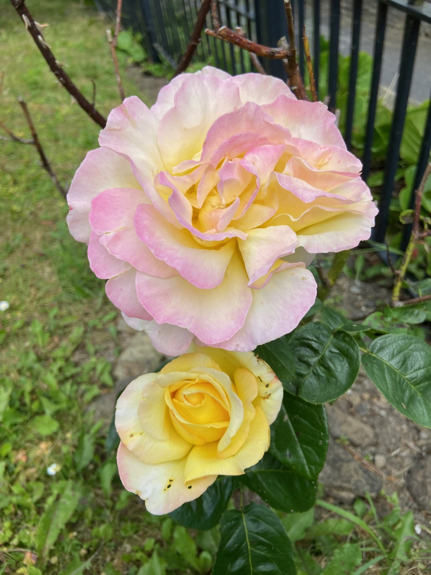 Peace roses blossoming in the Memorial Gardens