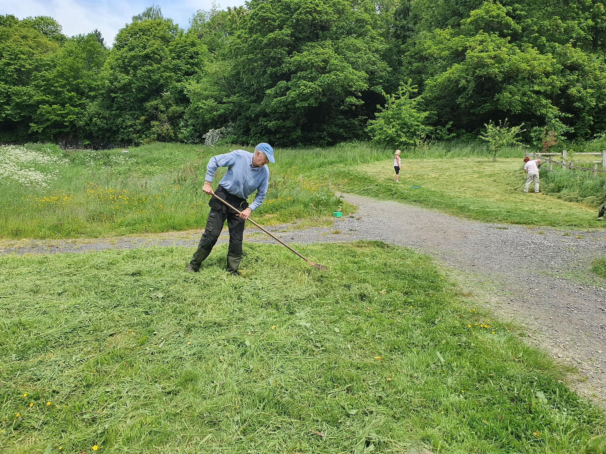 Volunteer tending to grass near pathways