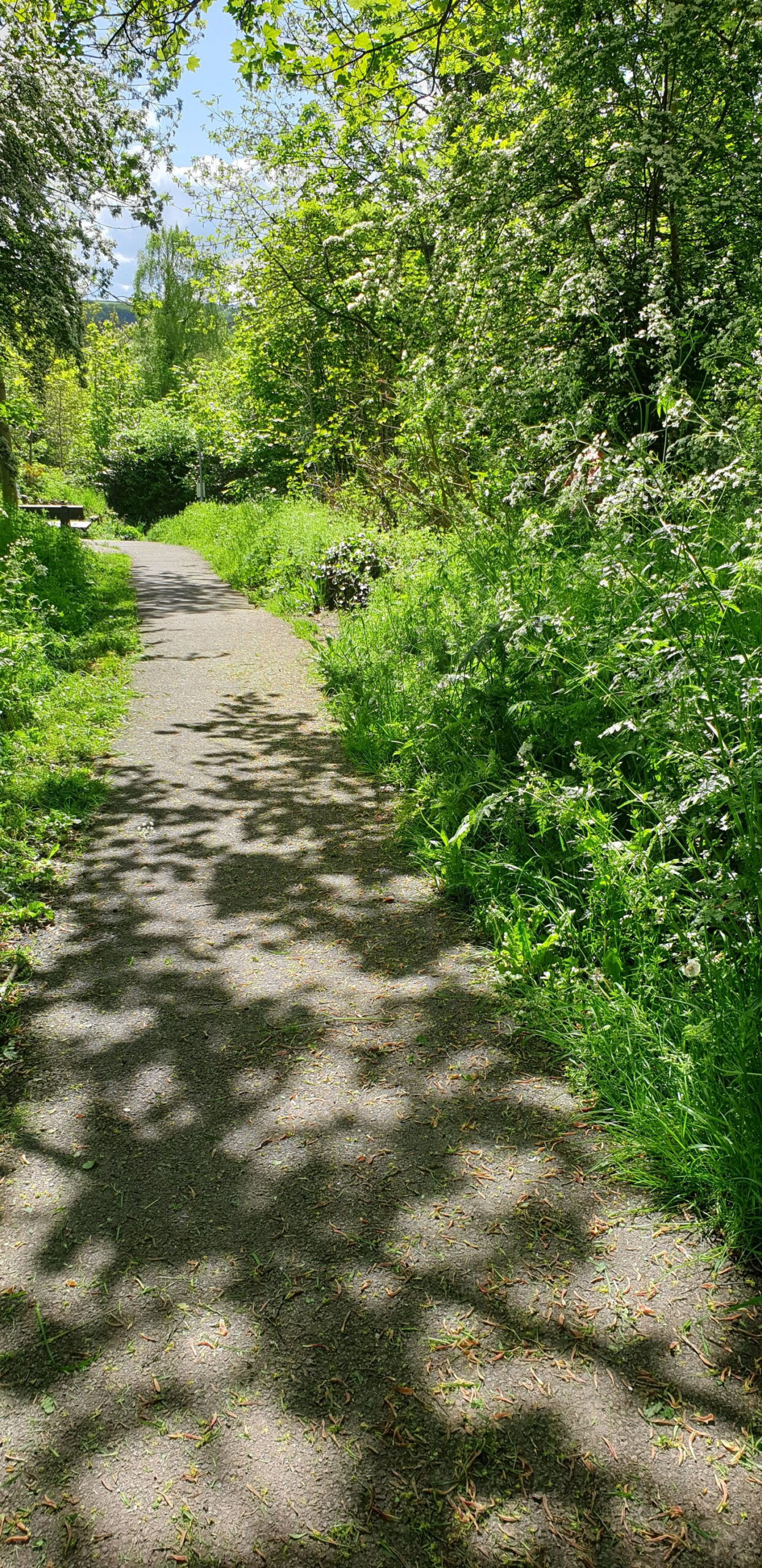Path through a green area