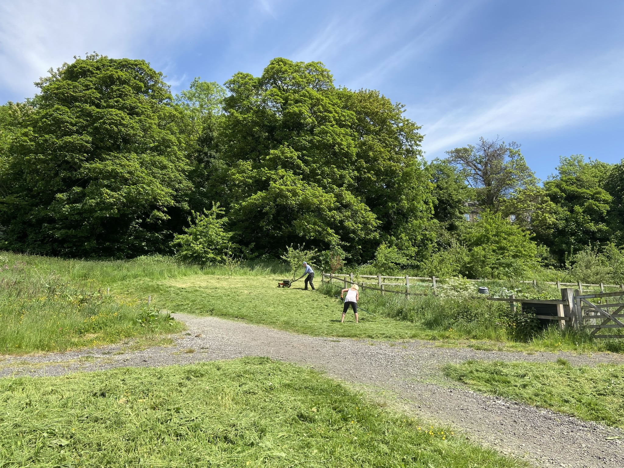 Volunteers tending to grass near pathways