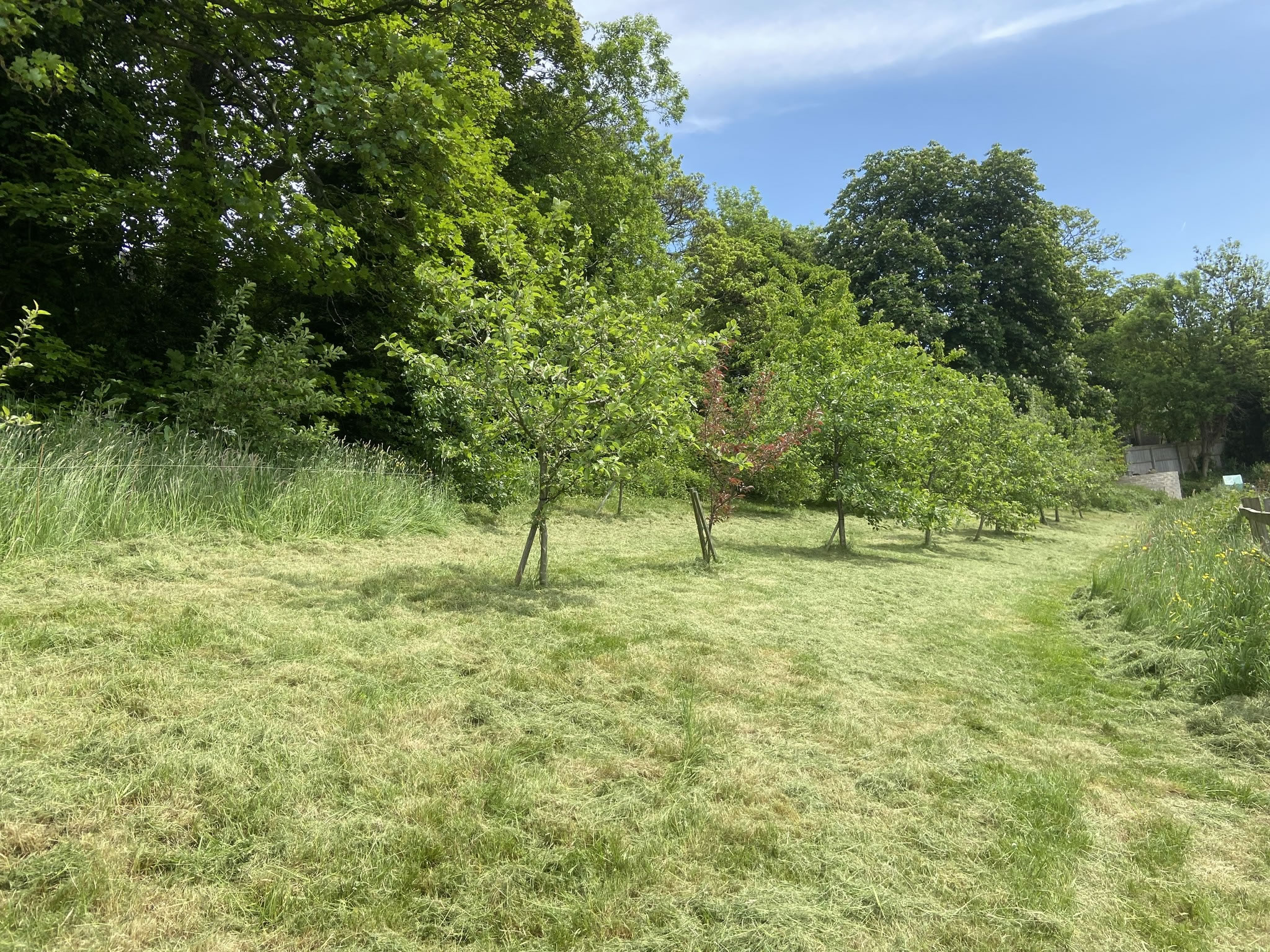 A tidy community orchard in the sunshine