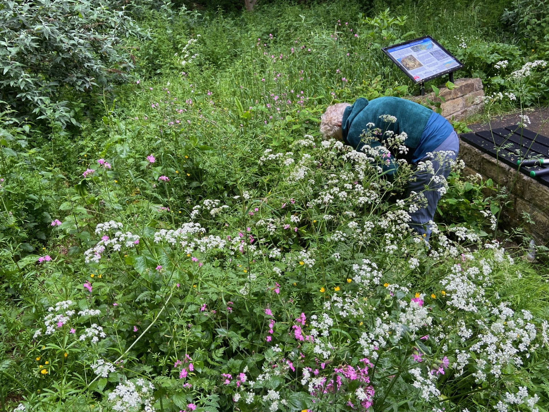 Volunteer removing overgrowing weeds in the quarry area