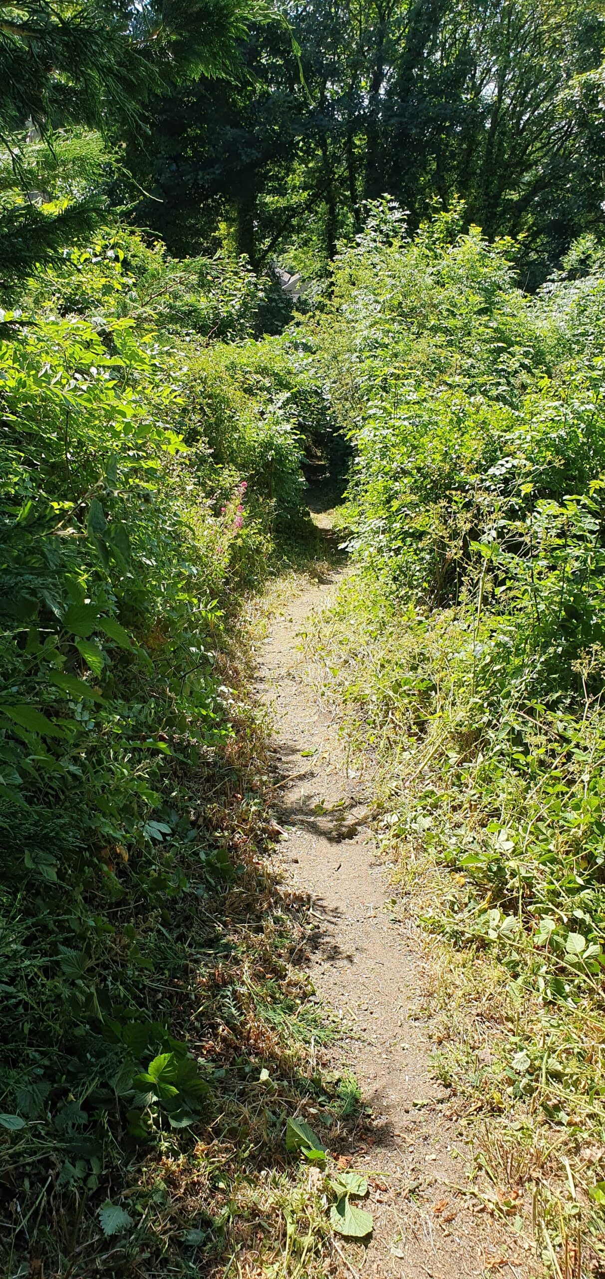 Maintenance on an overgrown footpath from Riley Park to Low Town.