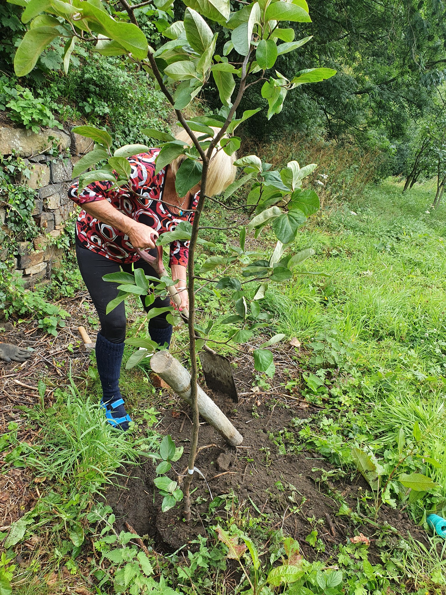 Planting saplings in the Community Field