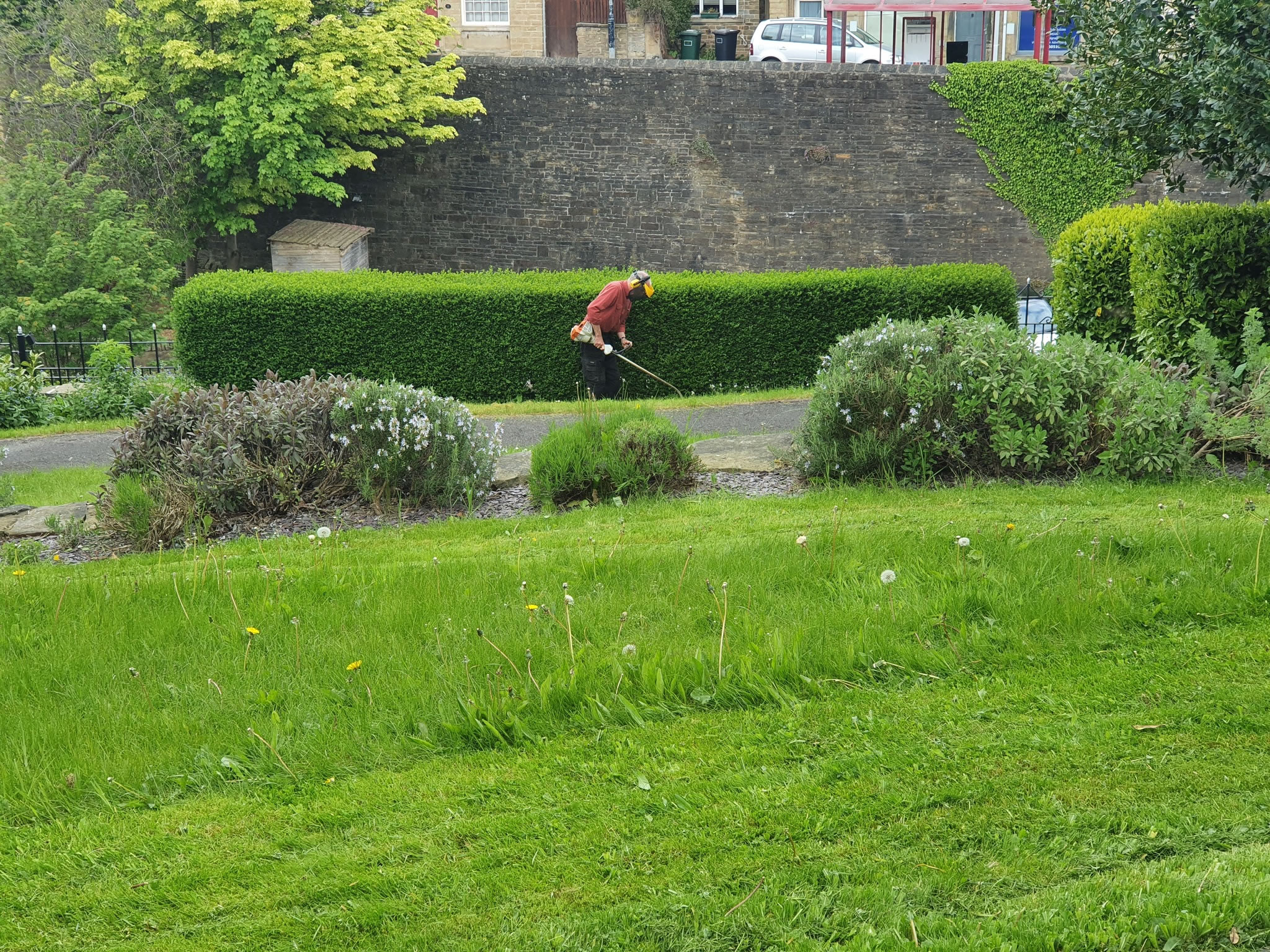 Volunteer scarifying to remove the moss and dead grass embedded in the all the grassed areas.