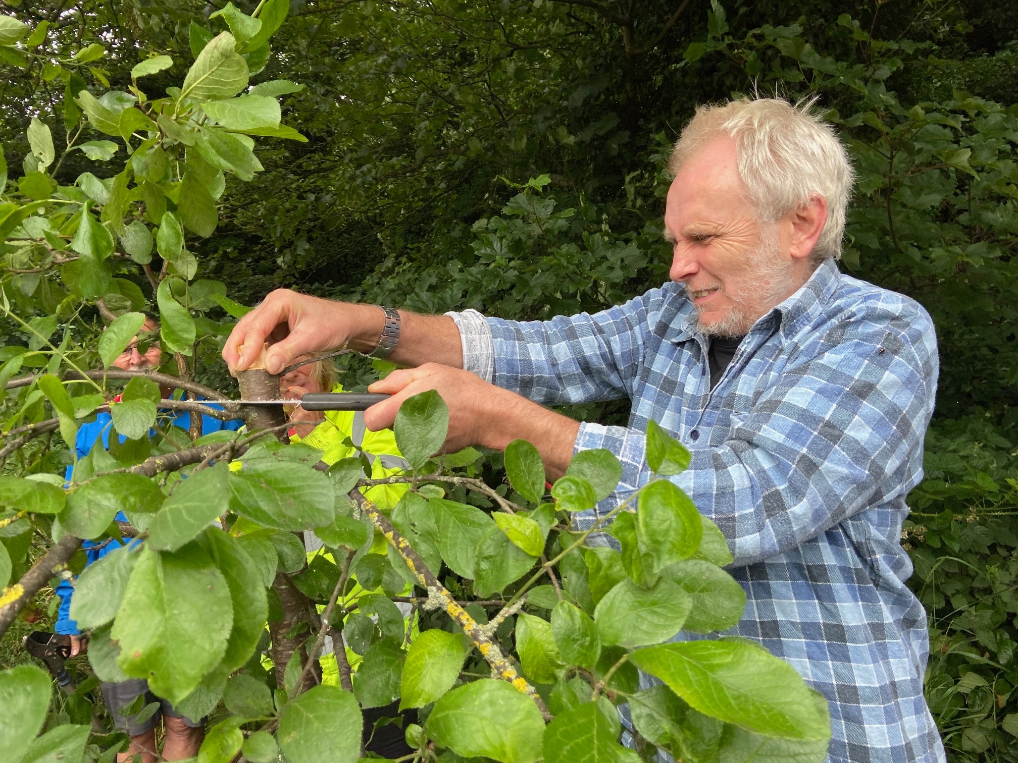 Fruit tree pruning