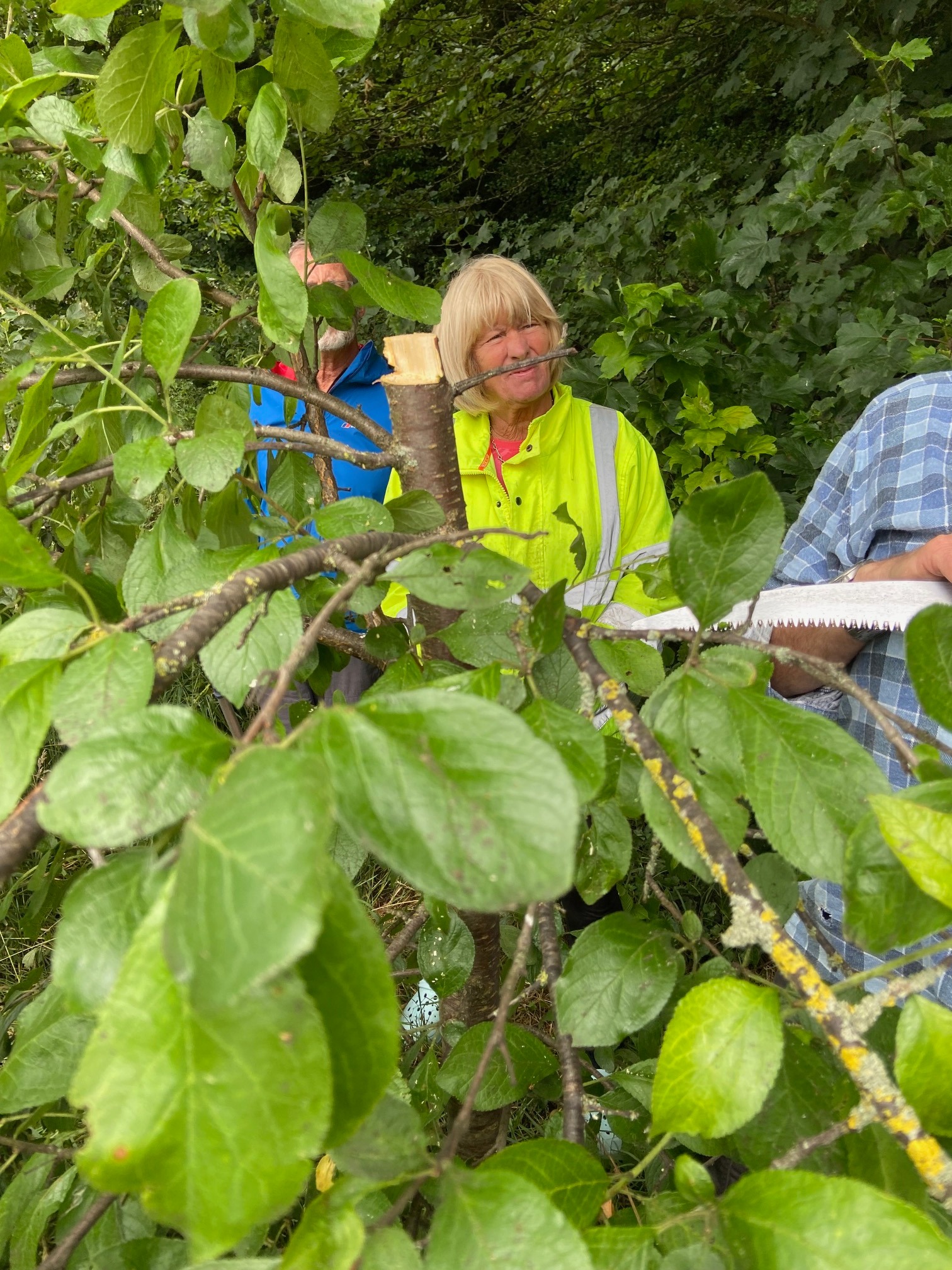 Fruit tree pruning