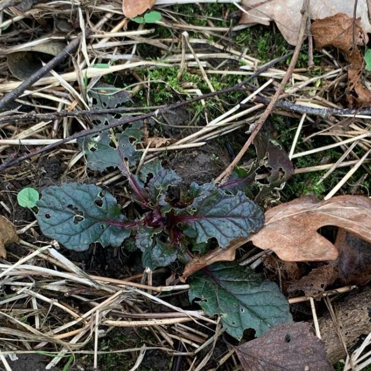 Bugle planted by the bio-diversity group