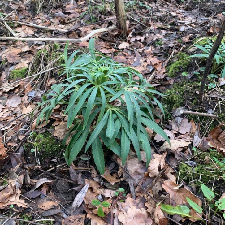 Hellebore planted by the bio-diversity group