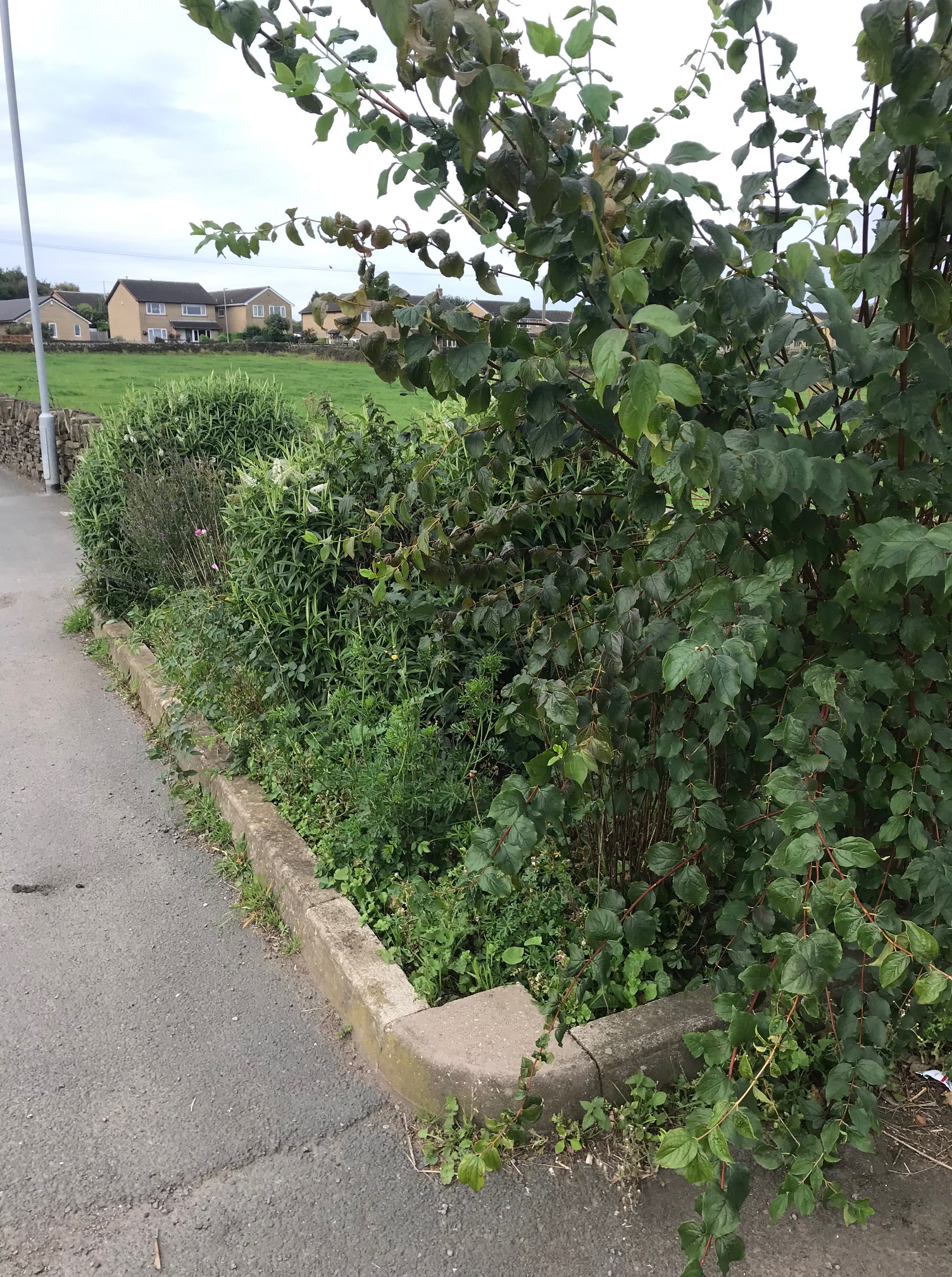 Moor Lane flower bed before tidying by volunteers