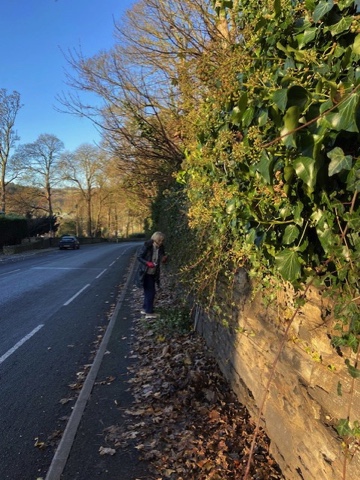 Volunteer clearing ivy along North Road