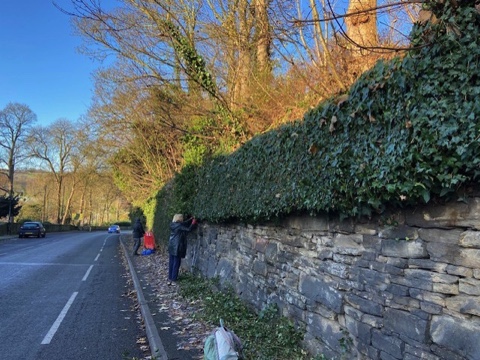 Volunteer clearing ivy along North Road